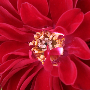 Онлайн магазин за рози - мини родословни рози - червен - Pоза Фекете Иштван - дискретен аромат - Марк Гергили - Идеален за декорация на ъгли,тераси.Клъстер цветя.